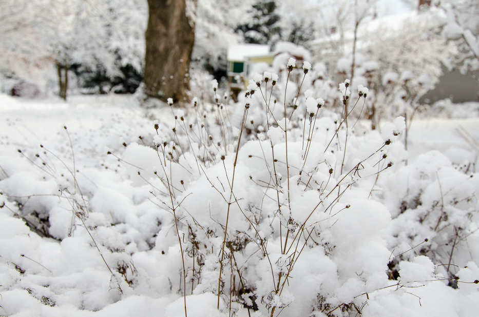 Valentines Day Snowfall 1