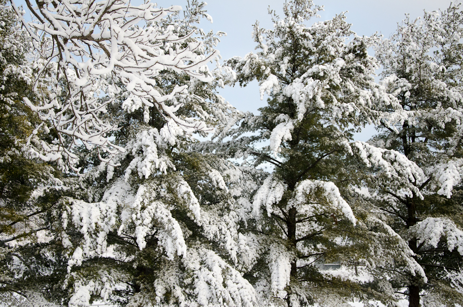 Valentines Day Snowfall 3