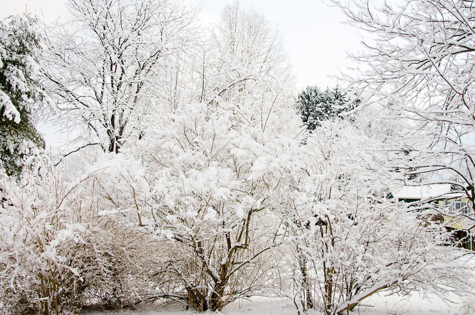 Valentines Day Snowfall 4