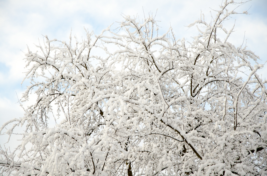 Valentines Day Snowfall 7