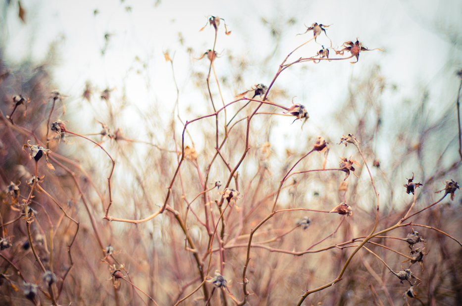 Looking for Snowdrops