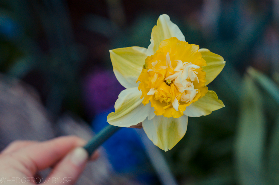 Daffodilly