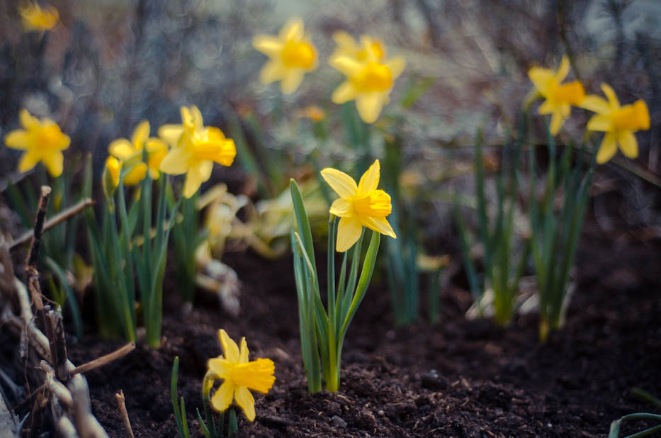 Daffodils