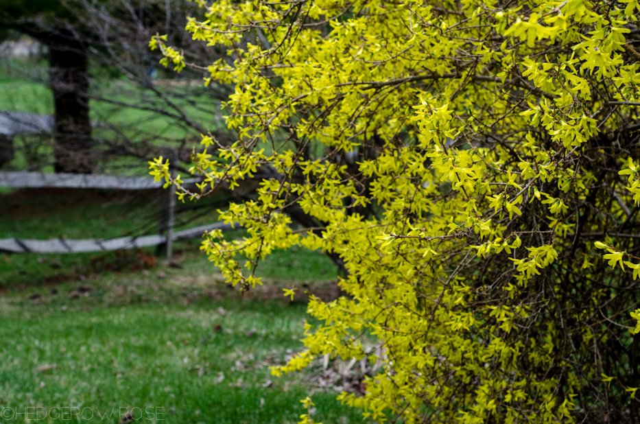 Forsythia