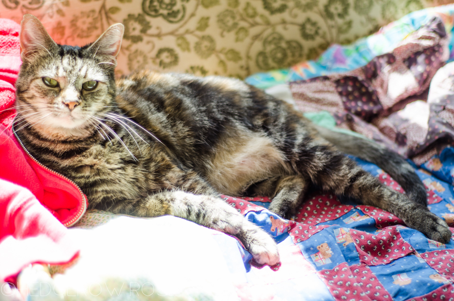 Pepper on her quilt