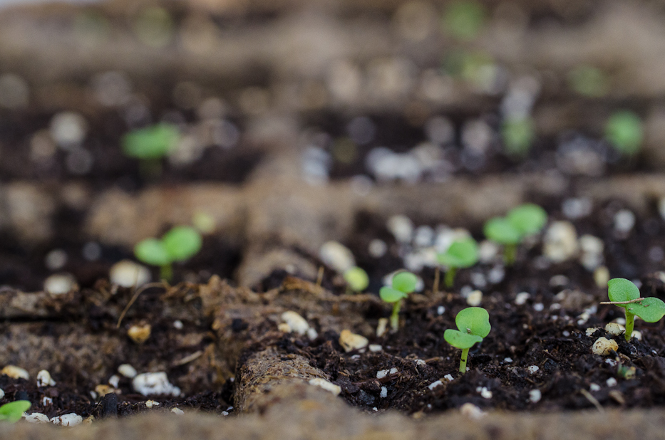 Stocks seedlings