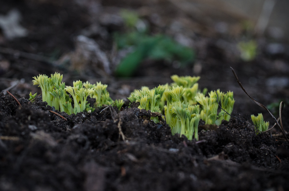 bleeding heart fronds