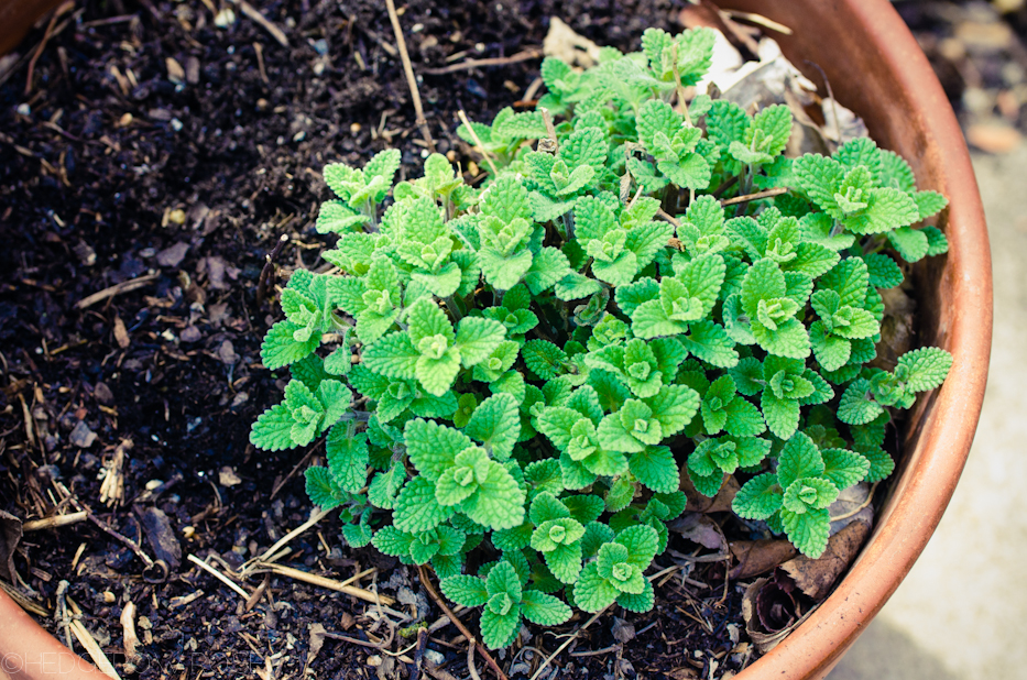 catmint