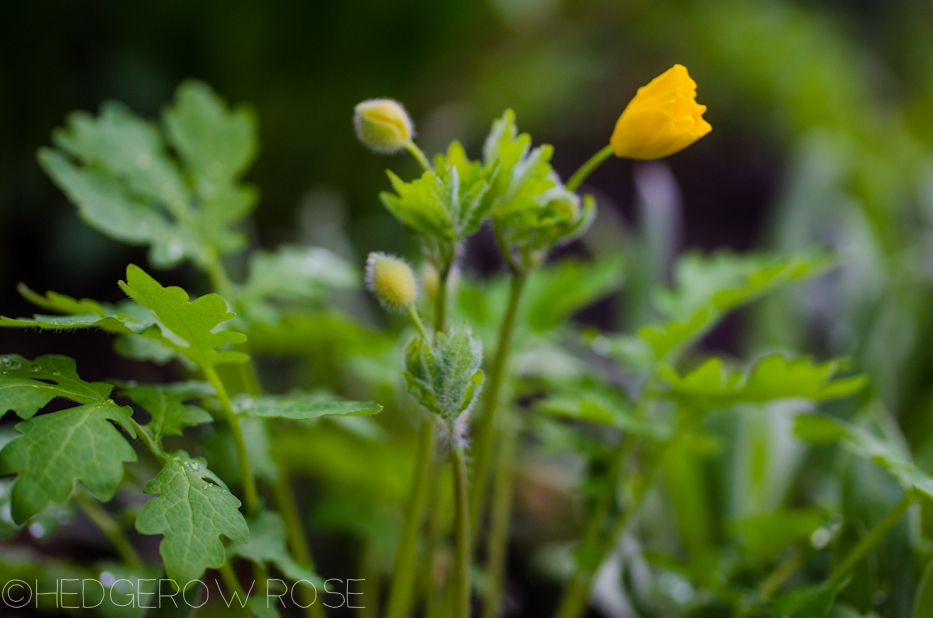 celadine poppy