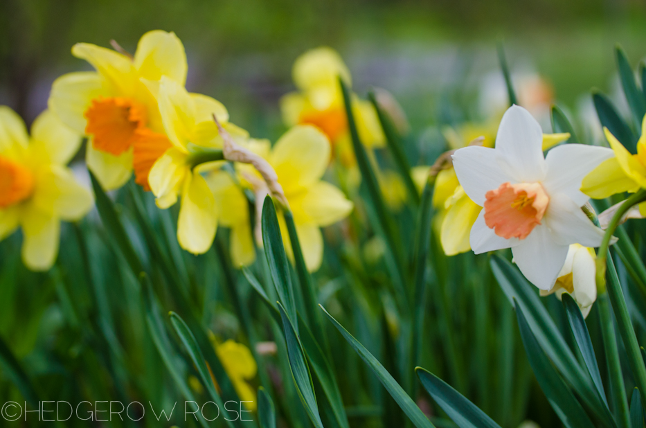 daffodils