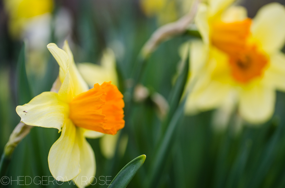 daffodils4