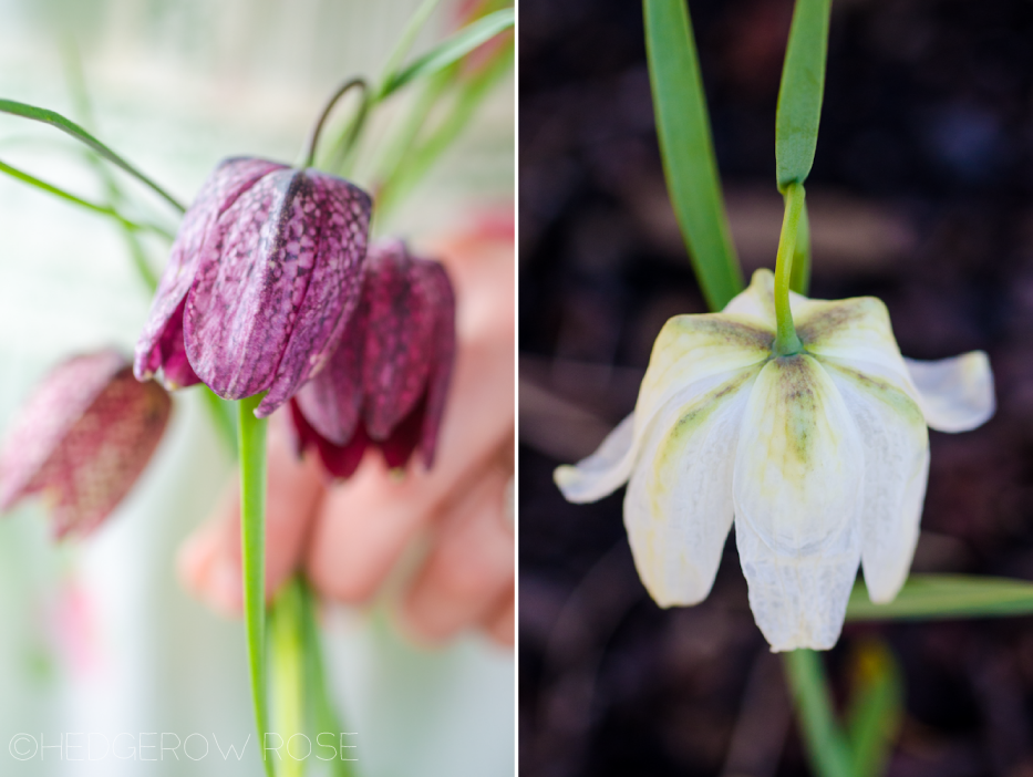 fritillaria-meleagris