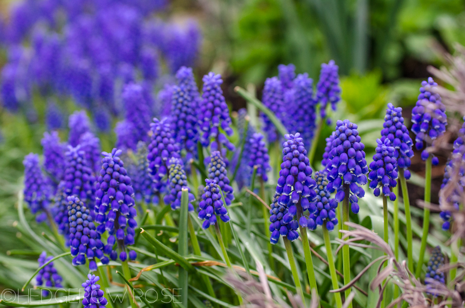 grape hyacinth