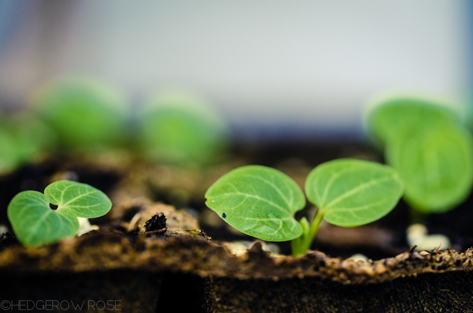 hollyhock seedlings 3