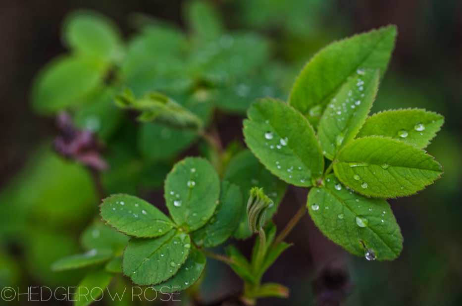 mme hardy and raindrops