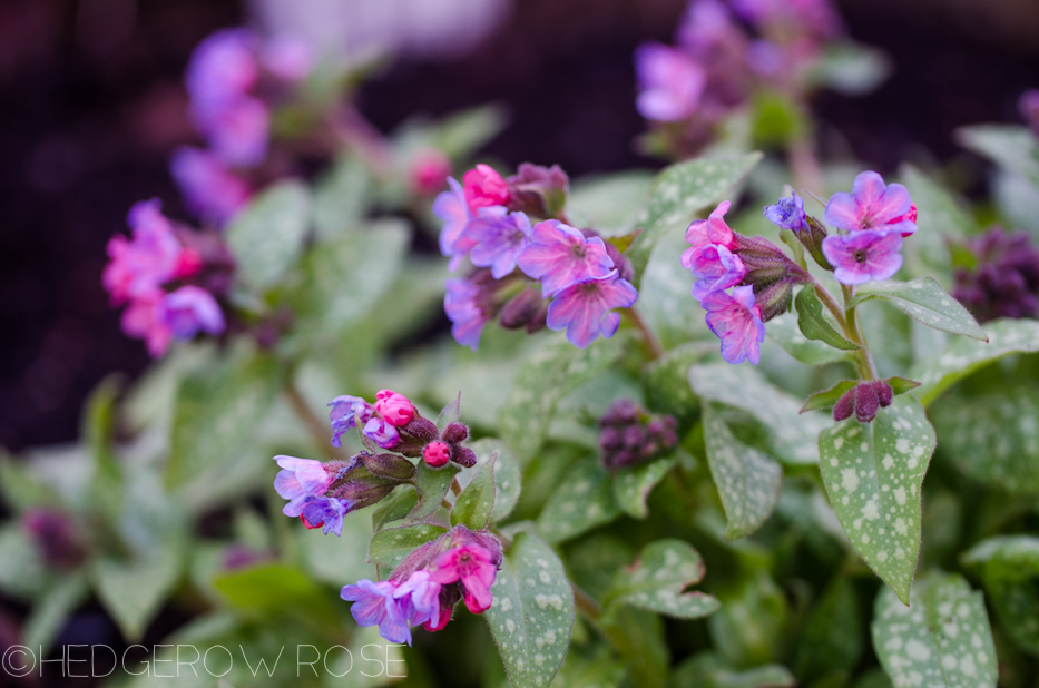 pulmonaria