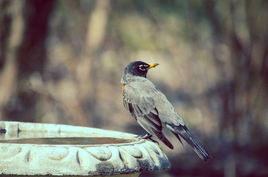 robin redbreast