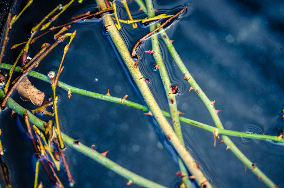 rose cuttings in willow water