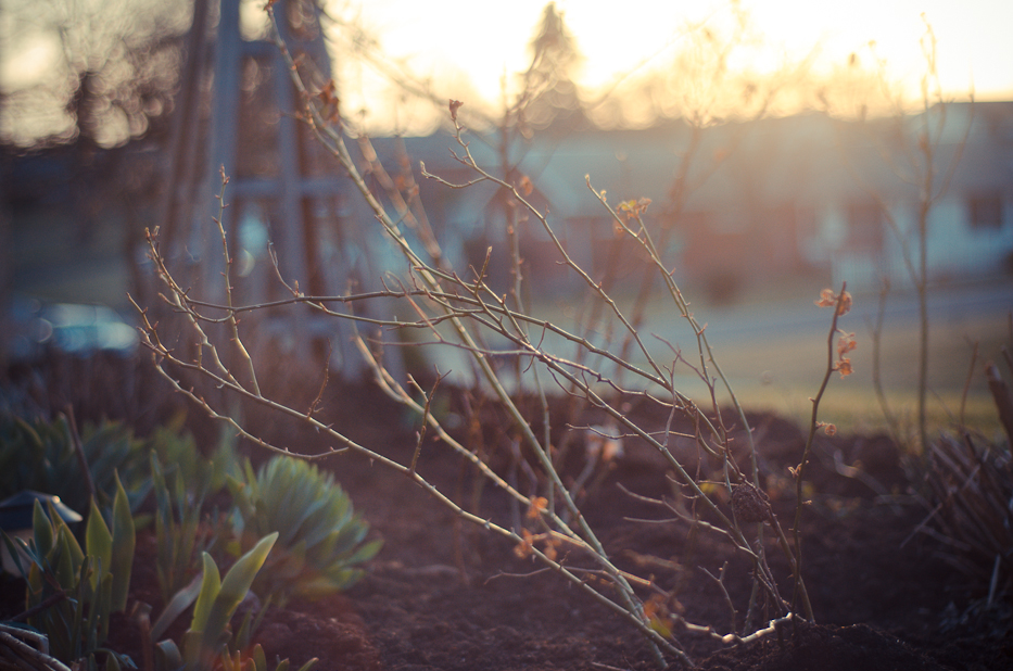 roses in early april