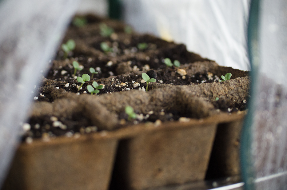 seedlings