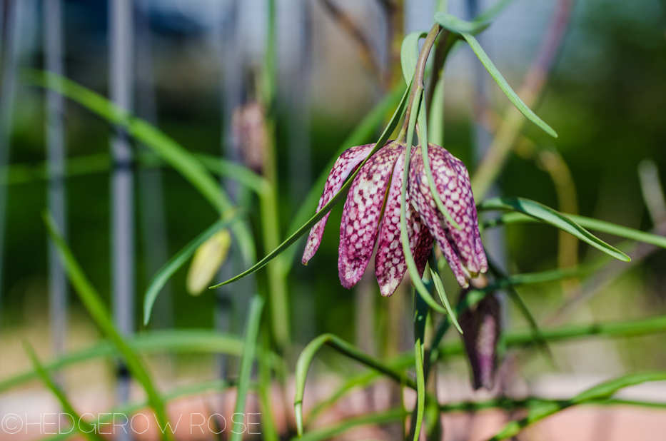 snake's head fritillary 6