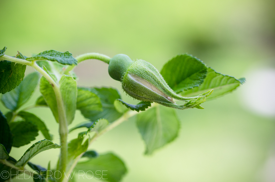 souvenir de philemon cochet | hedgerow rose