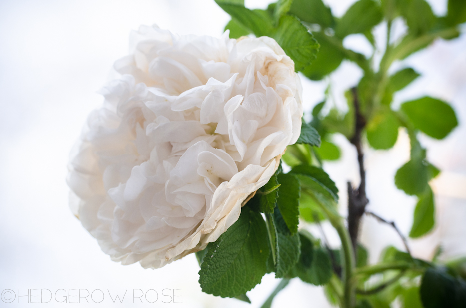 Introducing ‘Souvenir de Philémon Cochet’ Hybrid Rugosa Rose