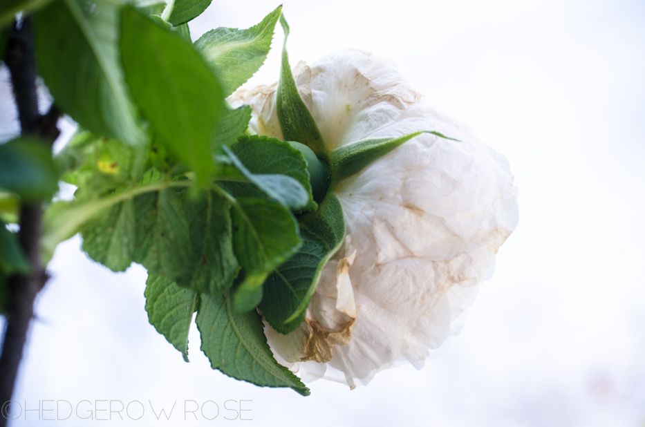 souvenir de philemon cochet hybrid rugosa rose | hedgerow rose