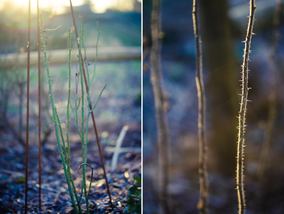 sunlight-on-rose-canes