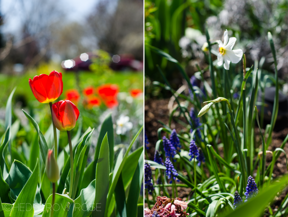 tulips-narcissus-muscari