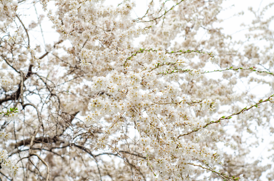 white weeping cherry 2