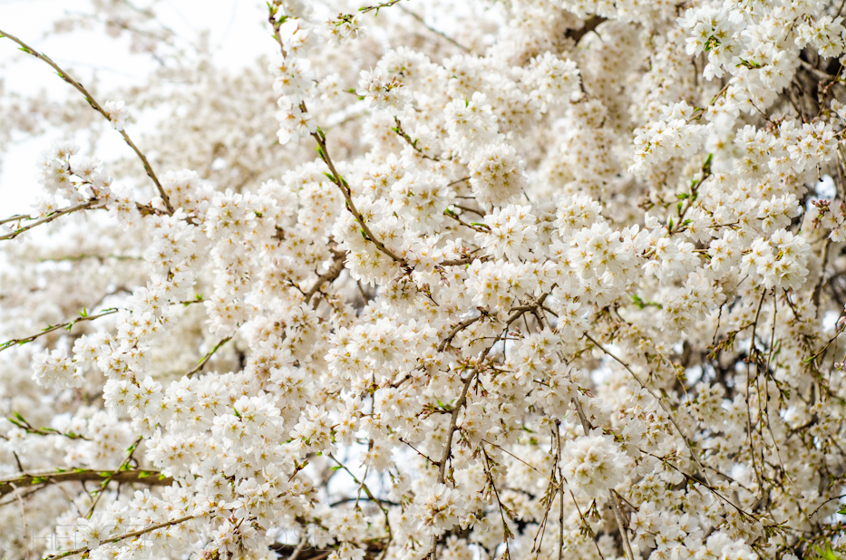 white weeping cherry 3