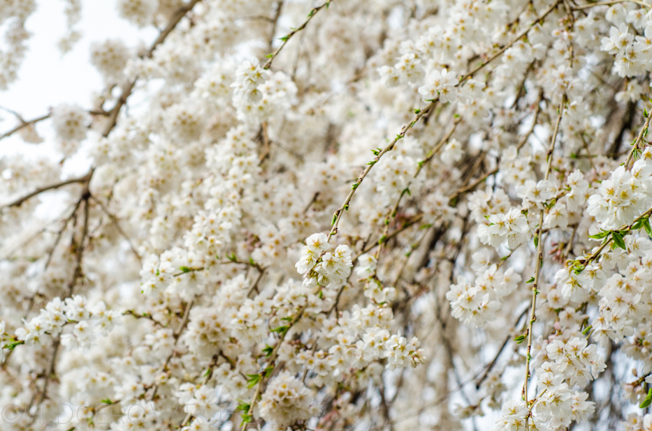 white weeping cherry 4