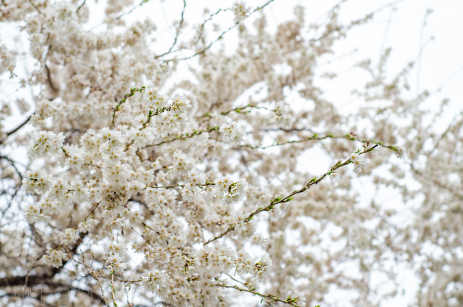 white weeping cherry 5