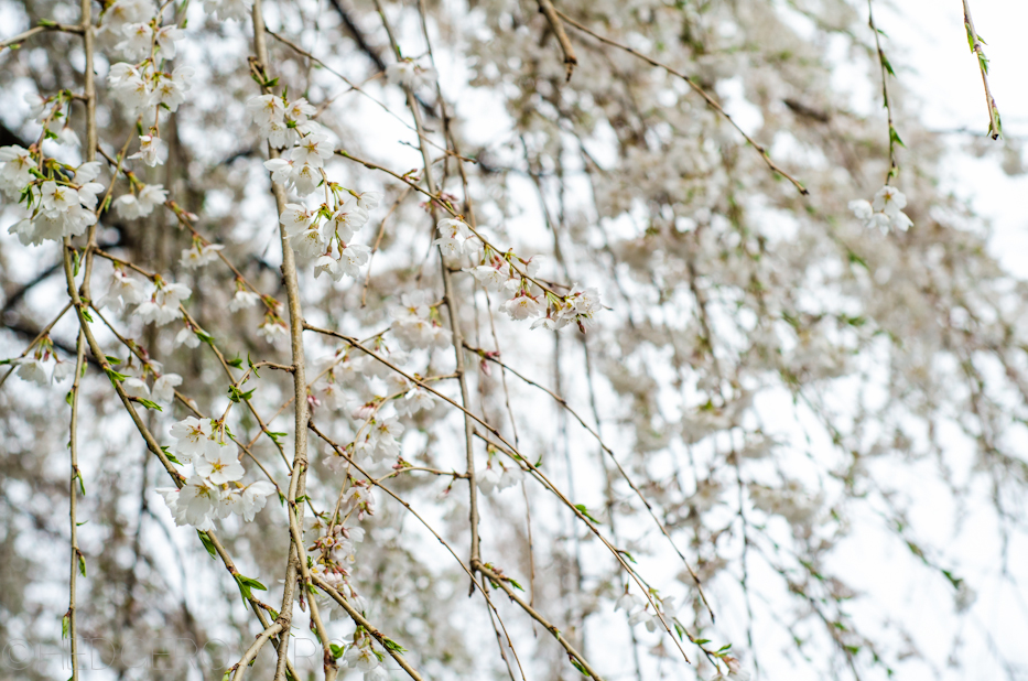 white weeping cherry 6