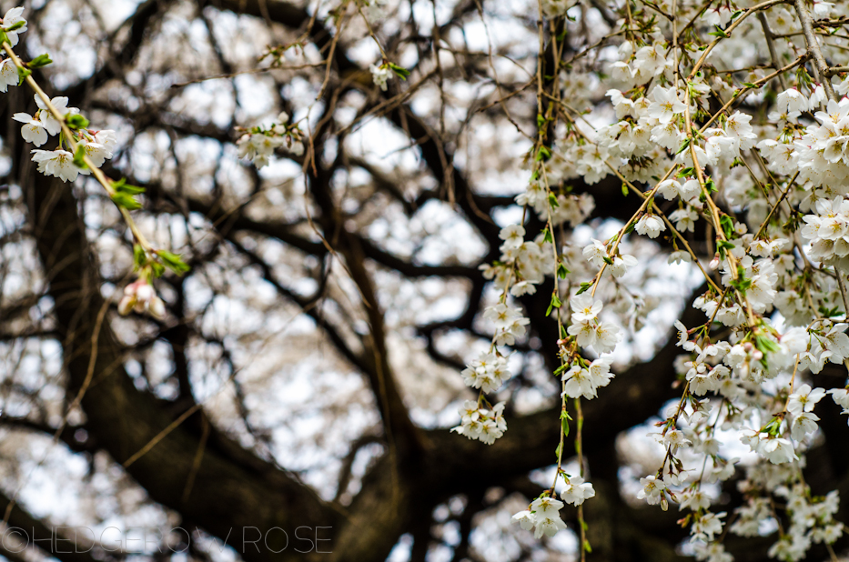 white weeping cherry 7