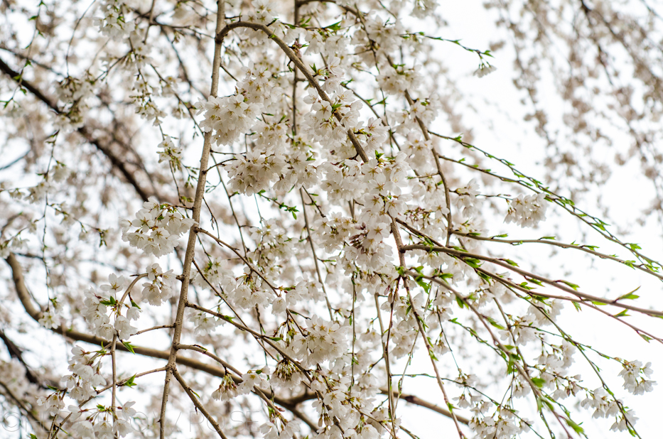 white weeping cherry 8