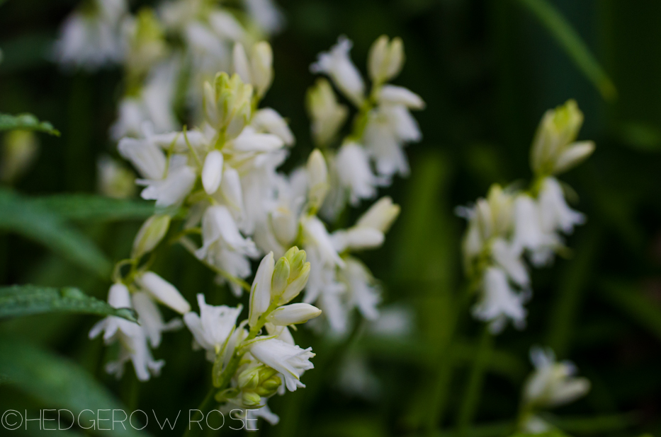 wood hyacinths