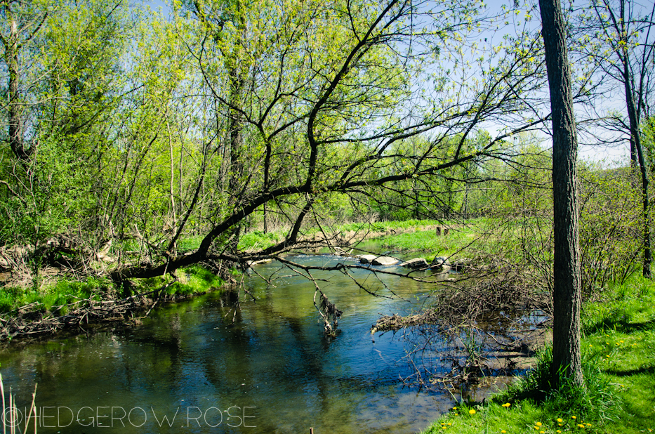 Millbrook Marsh 1