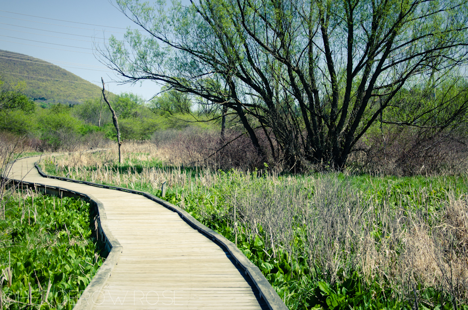 Millbrook Marsh 12