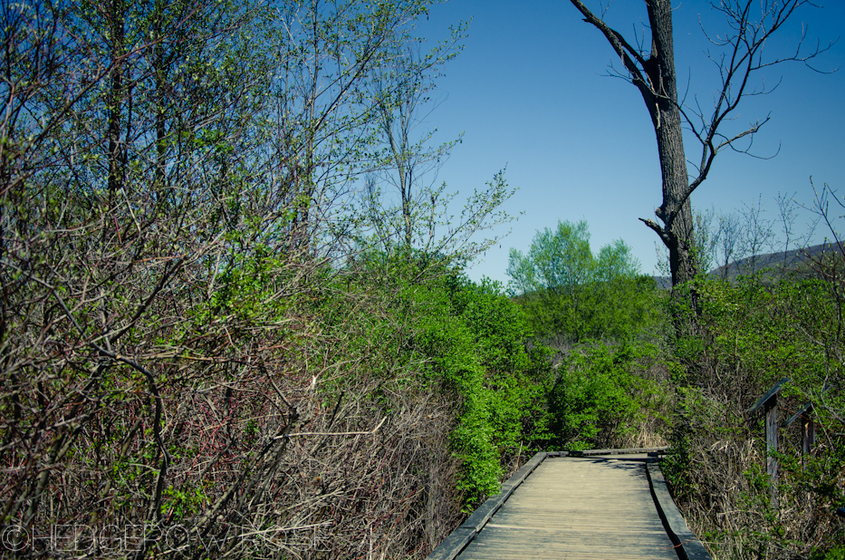 Millbrook Marsh 13