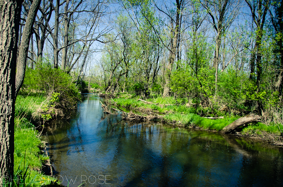 Millbrook Marsh 2