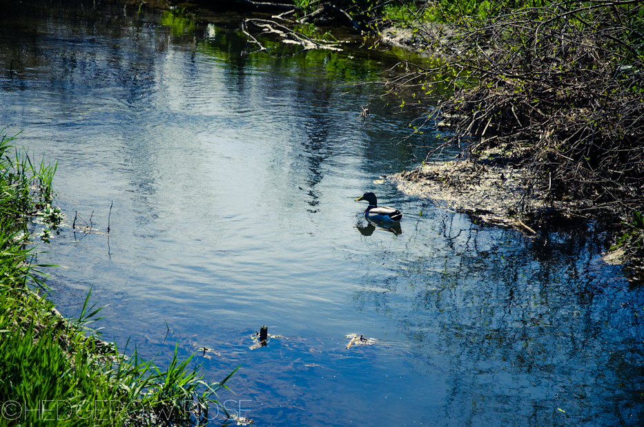 Millbrook Marsh 3