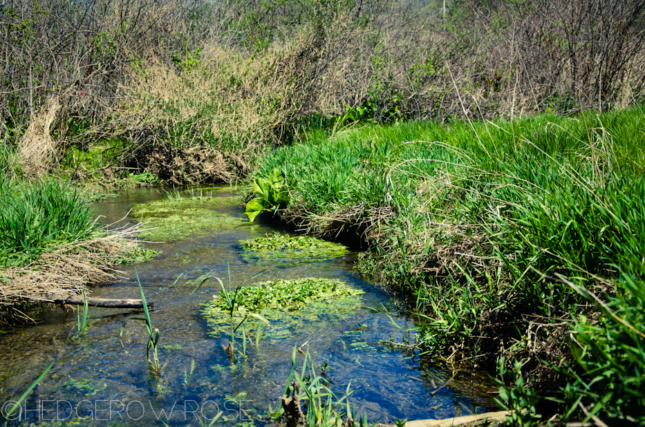 Millbrook Marsh 6