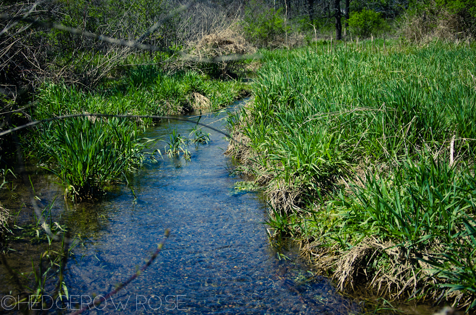 Millbrook Marsh 7