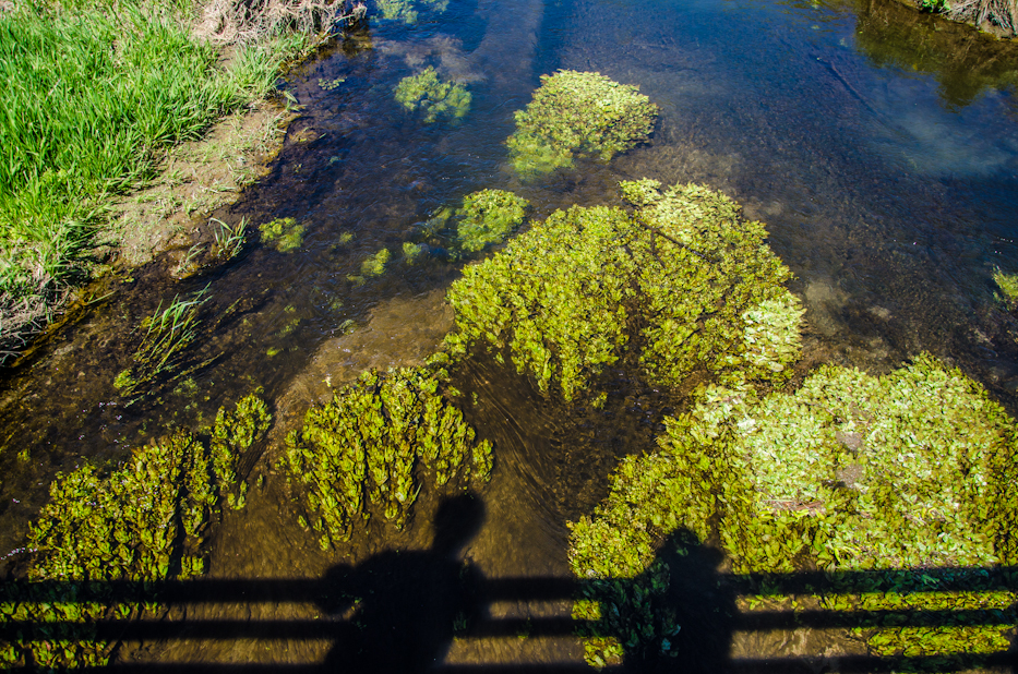 Millbrook Marsh 9