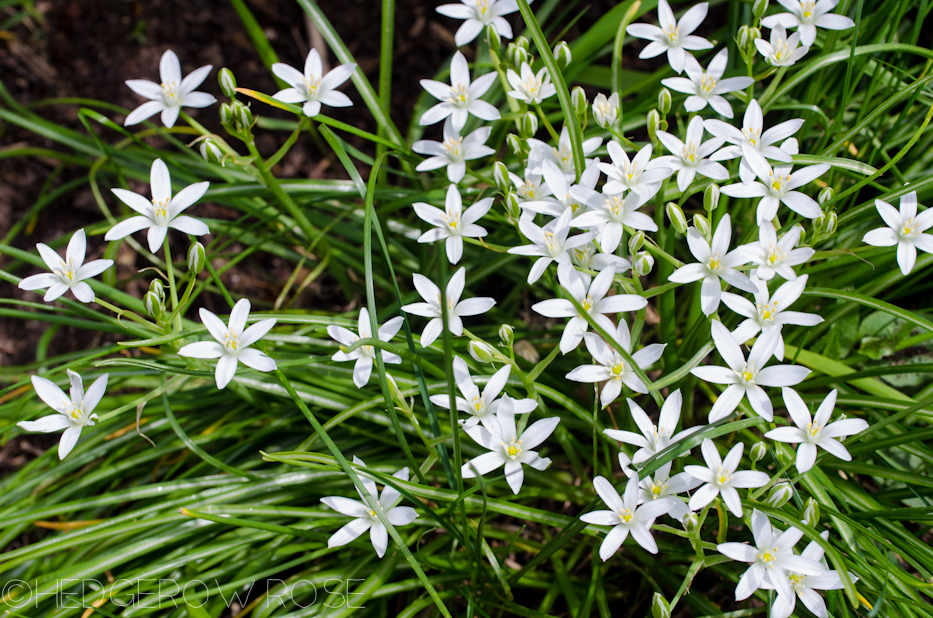 Ornithogalum umbellatum