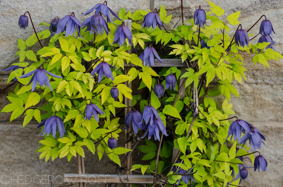 alpine clematis