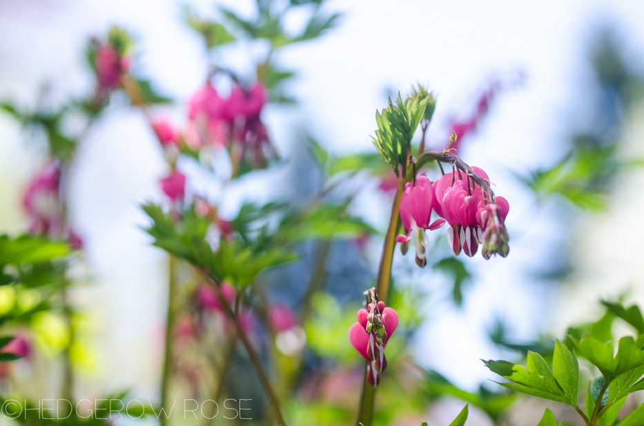 bleeding heart 4