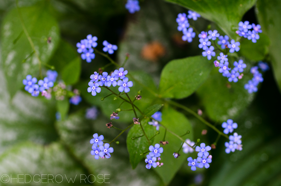 brunnera